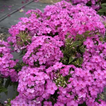 Phlox paniculata 'Early Pink Dark Eye' (314599)