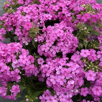 Phlox paniculata 'Early Pink Dark Eye' (314601)