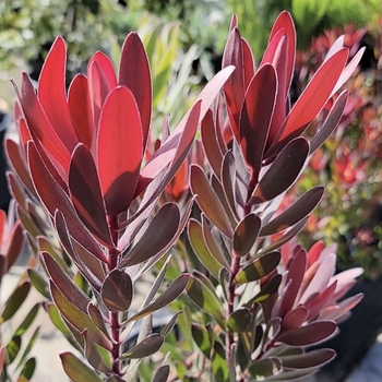 Leucadendron salignum