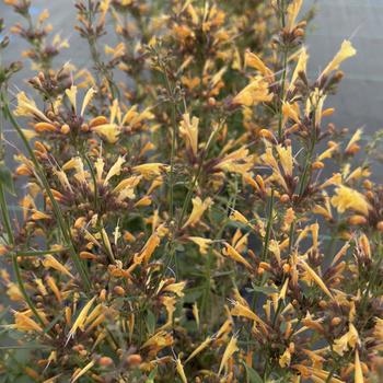 Agastache Sunrise&trade; 'Orange' (314611)