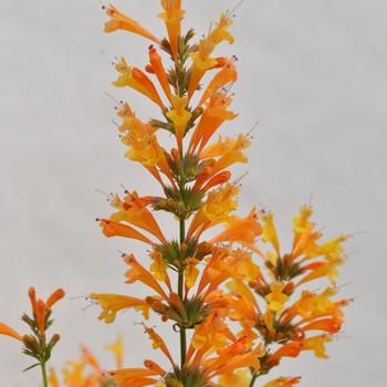 Agastache Sunrise&trade; 'Orange' (314612)