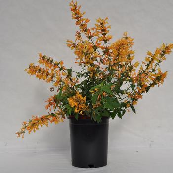 Agastache Sunrise&trade; 'Orange' (314613)