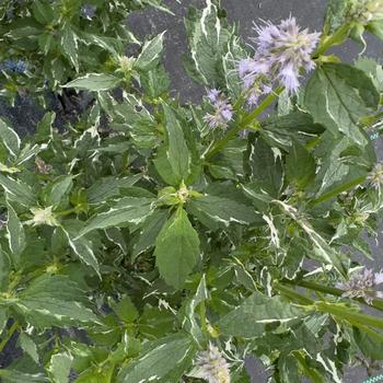 Agastache 'Crazy Fortune' (314614)