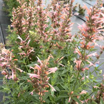 Agastache foeniculum 'FlutterFriendly Salmon' (314615)