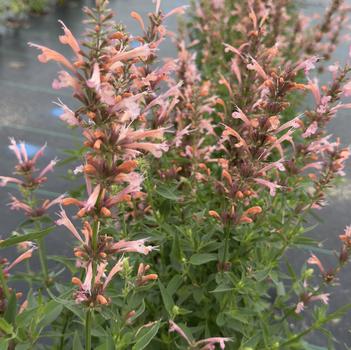Agastache foeniculum 'FlutterFriendly Salmon' 