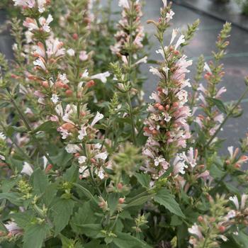 Agastache 'Pink Pearl' (314617)