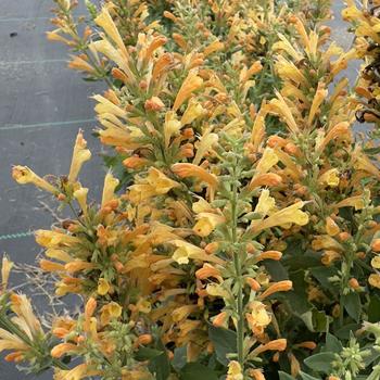 Agastache 'Peach Pearl' (314619)