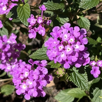 Lantana camara