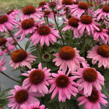 Echinacea 'Courage' 
