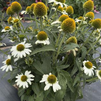 Echinacea purpurea Prairie Splendor&trade; 'Compact White' (314623)