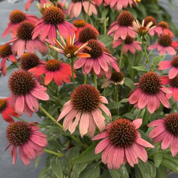 Echinacea purpurea Prairie Blaze&trade; '' (314624)