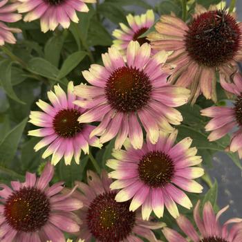 Echinacea purpurea Prairie Blaze&trade; '' (314627)