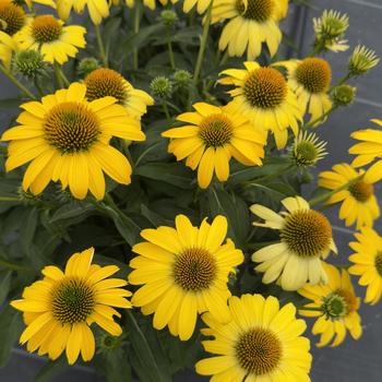 Echinacea Sombrero&reg; 'Lemon Yellow' (314628)