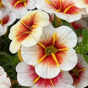 Calibrachoa 'Cappuccino' PP26787P2