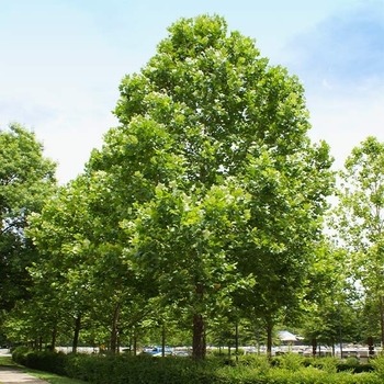 Platanus x acerifolia 'DTR-127' PP28,073