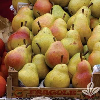 Pyrus communis 'Ayers'