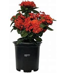 Ixora coccinea 'Maui Red' 