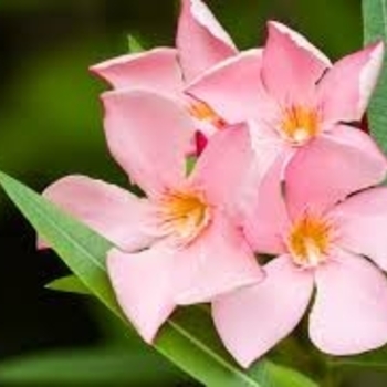 Nerium oleander 'Petite Salmon' 