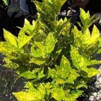 Codiaeum variegatum 'Gold Dust'