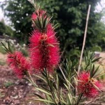 Callistemon 'Woodlander's Hardy' 