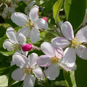Malus 'Callaway' 