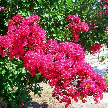 Lagerstroemia indica 'Centennial Spirit'
