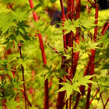 Acer palmatum 'Red Wood' 