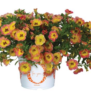 Calibrachoa 'Rainbow Pink Pepperberry Improved'' 