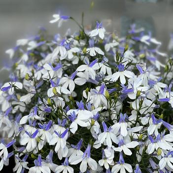 Lobelia 'Hotpot Blue Crest' 