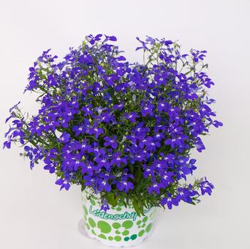 Lobelia 'Hotpot Dark Blue' 