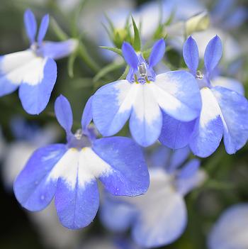 Lobelia 'Hotpot Light Blue' 
