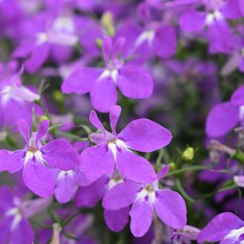 Lobelia 'Hotpot Purple' 