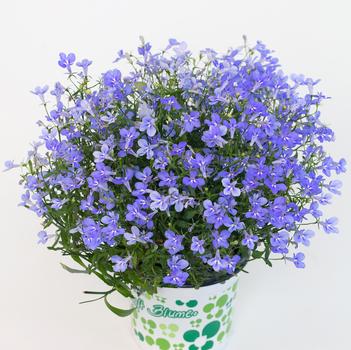 Lobelia 'Hotpot Sky Blue' 