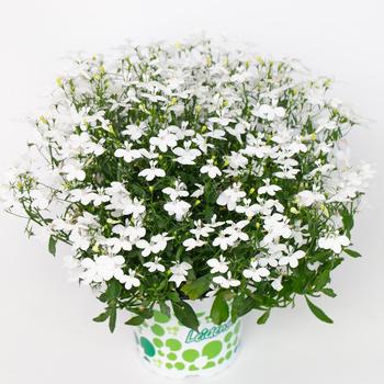 Lobelia 'Hotpot White' 