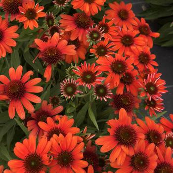 Echinacea purpurea 'Vintage Electric Orange' PP25,067