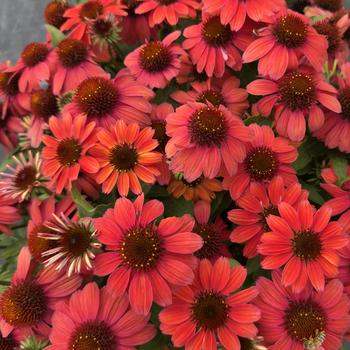 Echinacea purpurea SunMagic 'Vintage Ruby' (314701)