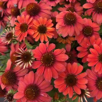 Echinacea purpurea 'Vintage Ruby' 