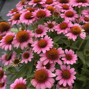 Echinacea purpurea 'Vintage Pink' 
