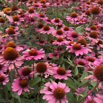 Echinacea 'Panama Rose' 
