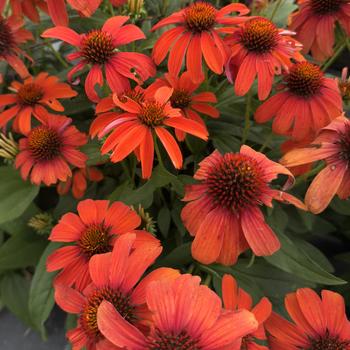 Echinacea 'Guatemala Papaya' 