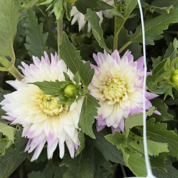Dahlia 'Karma Amanda Violet White Bicolor' (314714)