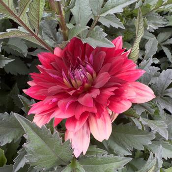Dahlia 'Karma Amora Bright Scarlet' (314715)