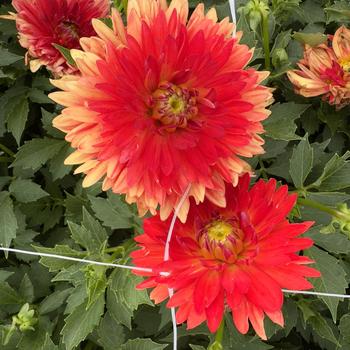 Dahlia 'Karma Irene Red Orange' (314717)