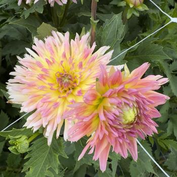 Dahlia 'Karma Sangria Pink Yellow Bicolor' (314719)