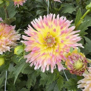 Dahlia 'Karma Sangria Pink Yellow Bicolor' (314721)