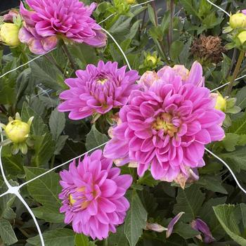 Dahlia 'Karma Blue Lagoon' (314723)