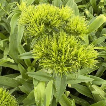 Dianthus barbatus 'Green Wicky'