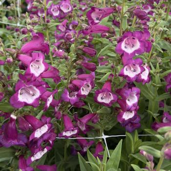 Penstemon hartwegii 'Violet' USPP26967P2