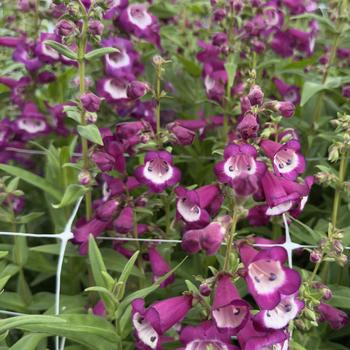 Penstemon hartwegii Arabesque™ 'Violet' (314737)