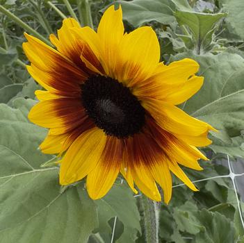 Helianthus annuus